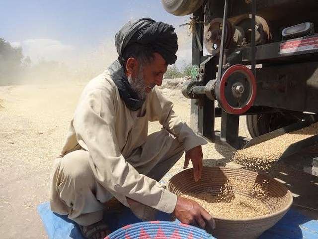 zakat on wheat